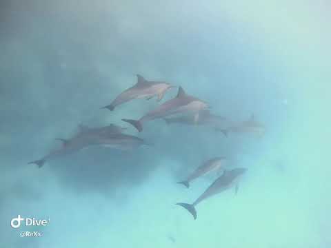 School of dolphines swimming peacefully in Rihiveli Lagoon (Maldives 🇲🇻)