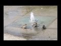 A Warm Summerday: Sparrows Taking A Refreshing Bath