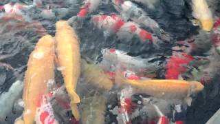 Jumbo Koi Becken auf der KONISHI Koi Farm in Japan