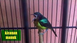 kolibri WULUNG tembakan kenari super yang ngerol dan gacor  - Durasi: 29:49. 