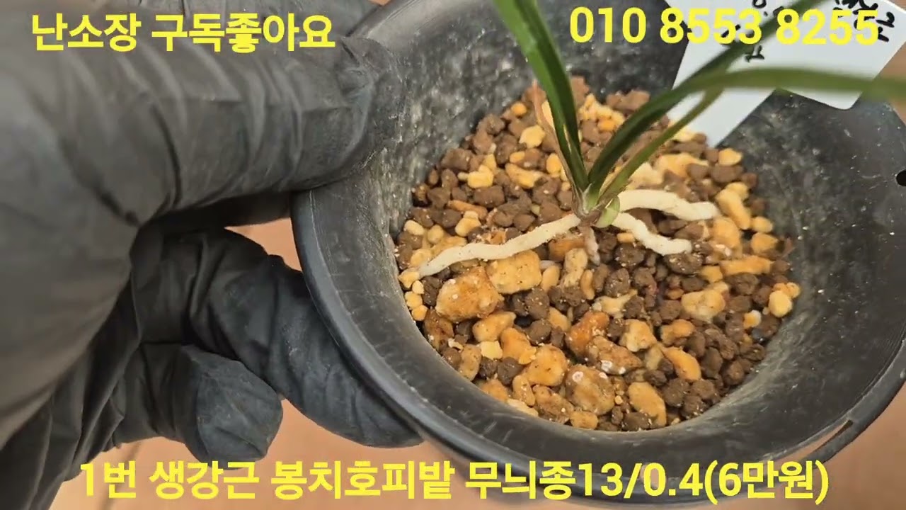 2026년 3월 6일 1번 산채생강근봉치호피밭무늬종(6만원)2번 생강근서반3촉(7만원)