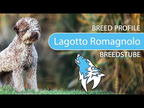 Video: Lagotto Romagnolo Hunderase Hypoallergenic, Health And Life Span