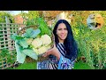 Harvesting and cooking cauliflower   recipe 2022  malang log official