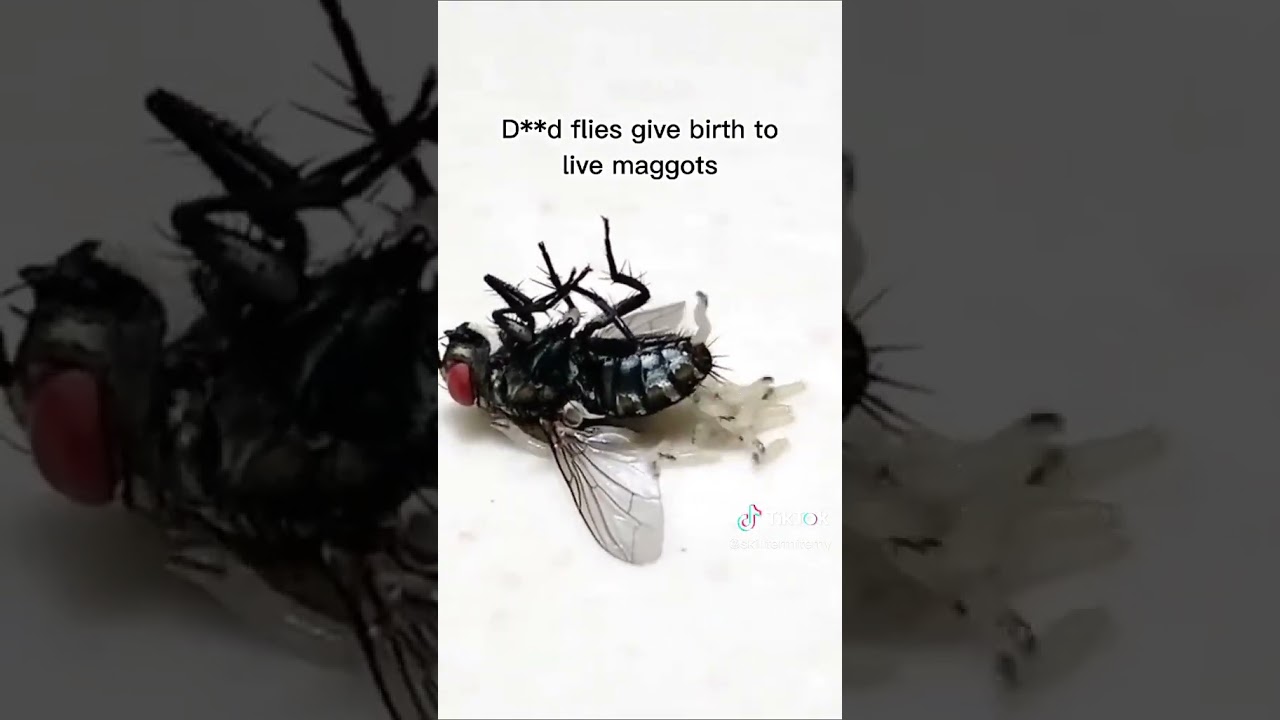 MUST SEE!) Dead Flies Give Birth to Live Maggots 🐛 