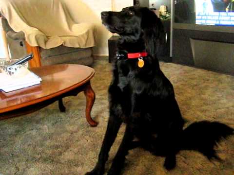 border collie/lab - YouTube