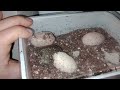 Kontrola líhně a čerstvě vylíhlá mláďata želvy kouzelné (Rhinoclemys pulcherima manni)