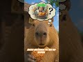 Fried chicken is the best. #capybara #chicken #friedchicken #videoforkids #funnyvideo #amazingfacts