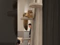 イオンの猫カフェに行った#shorts