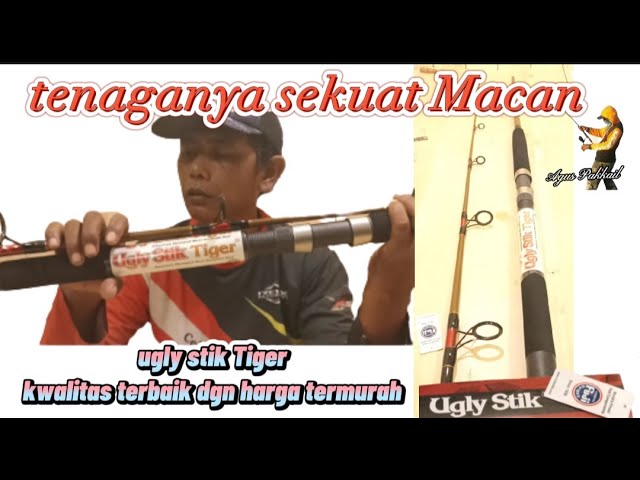 Ugly stik Tiger, kekuatannya seperti macan #uglystik #joran #aguspakkail 