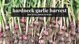 HUGE hardneck garlic harvest!! 🤩 & how to know when it's ready | GroundedHavenHomestead