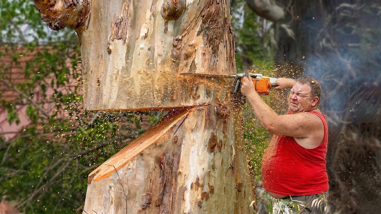 Idiots With Chainsaws: Tree Cutting Fails | Extreme Dangerous Logging ...
