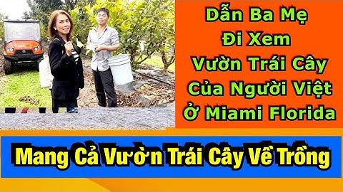 12/28/22✅ Dẫm Ba Mẹ Đi Xem Vườn Trái Cây Người Việt Ở Miami Florida- Mang Cả Vườn Trái Cây Về Trồng