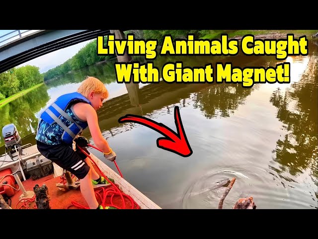 Giant Magnets Catch LIVING Animals While Magnet Fishing! 