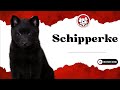 Unleash The Fun Facts: Schipperke Puppies