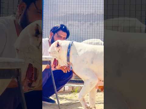 #bullykutta #bullybreed #bullykuttaimportexport #shortsfeed