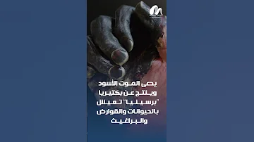 حالات جديدة بالطاعون الدبلي في الصين شبكةمنصات Minassat طاعون طاعون الدبلي الموت الاسود الصين 
