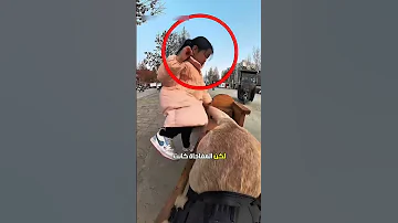 كلب مذهل يلتقط فتاة من المدرسة 