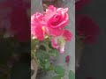 Rose... ❤️❤️❤️❤️