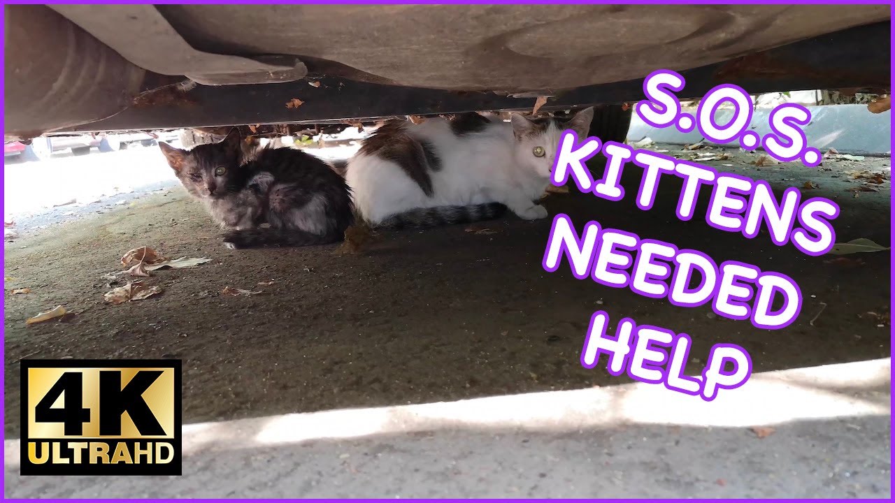 Trapping Feral Cats Nz Trapping Feral Cats Nz