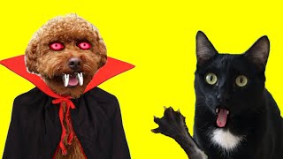 Gatos Luna y Estrella ¿mi perro es un vampiro en la vida real? / Videos de gatitos graciosos