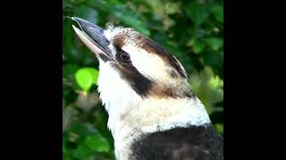 Kookaburra Laugh #shorts