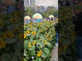 Sun Flower Heaven Hongkong #dance #remix #sunflowers #sunflowerfield #flowermarket #hk #tiktok