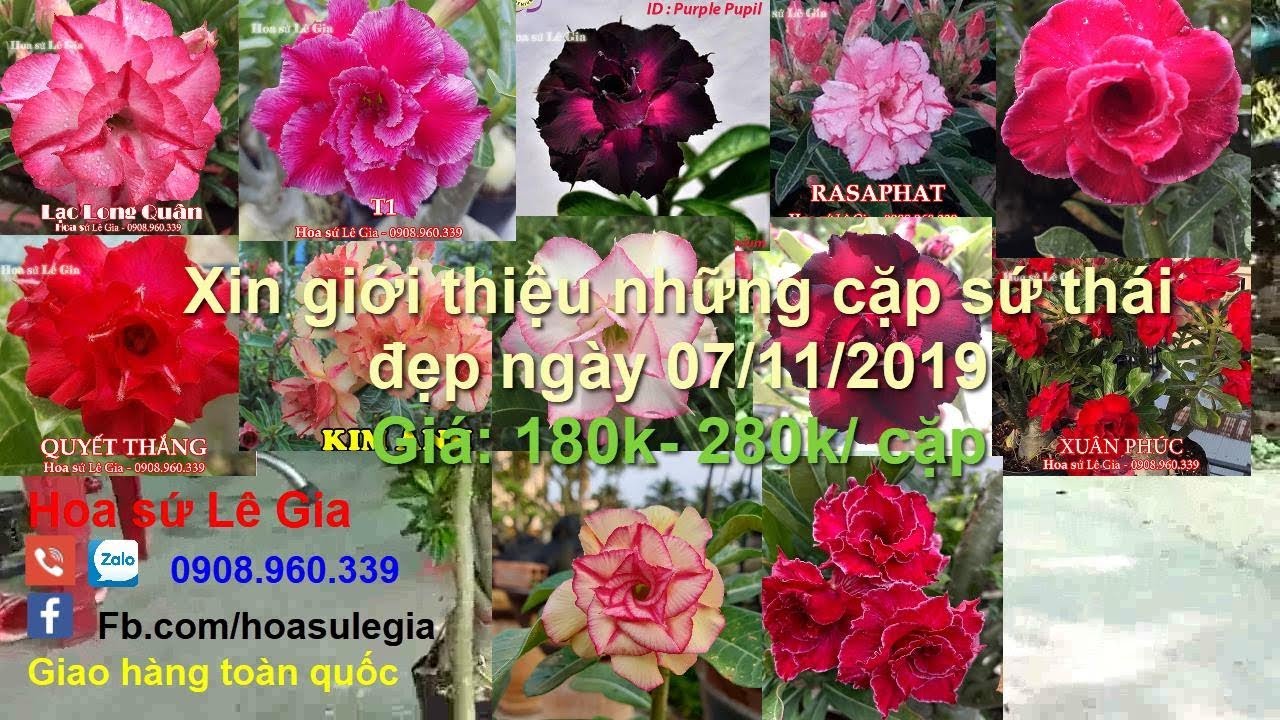 (Đã hết) 07/11/19- Nay con có 12 cặp sứ thái đẹp. Giá chỉ từ : 180k/cặp. Liên hê: 0908.960.339
