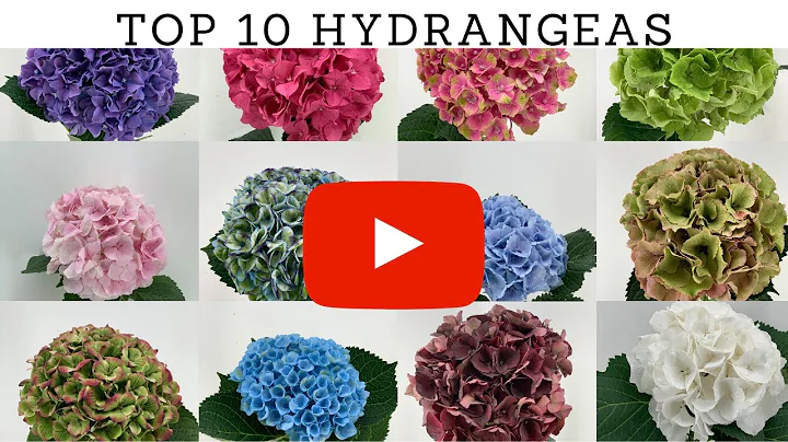 Top 10 Most Beautiful Hydrangea Flowers | Best Cut Hydrangea Varieties - DayDayNews