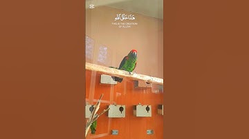 هَـٰذَا خَلْقُ اللَّهِ#سورة-لقمان#ماهر_المعيقلي#قران_كريم #قرآن#ببغاء#عصافير#طيور#حيوانات#حديقة