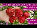 СОРТ КЛУБНИКИ О КОТОРОМ ВЫ НЕ ПОЖАЛЕЕТЕ! Клубника Берегиня описание сорта. Мое мнение о ягоде.