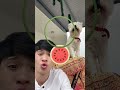 Iphone 17 Pro Max Cosmic Orange 🤩😱 #tiktok #trend