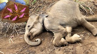 Baby elephant begging for life with parasite infestation in liver ,healed with proper treatment by Elephant Zone 80,817 views 5 months ago 8 minutes, 45 seconds