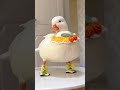 Call Duck fashion show!! cutee🥰🦢🥰
