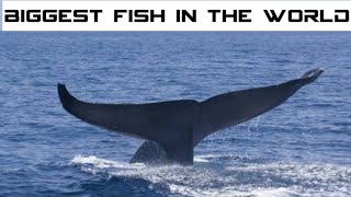 दुनिया की सबसे बड़ी मछली | Biggest Fish in the World in Hindi