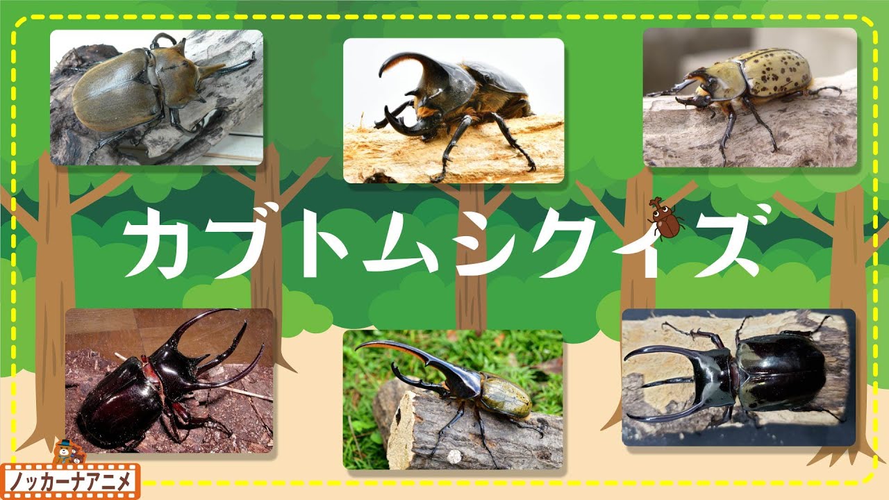 【昆虫の王様】世界のカブトムシクイズに挑戦！知育【赤ちゃん・子供向け】Beetle quiz / Incects