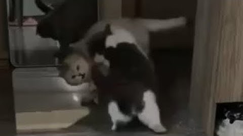 فيديو يجيب شلل