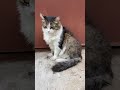 Уличный кот. Street cat
