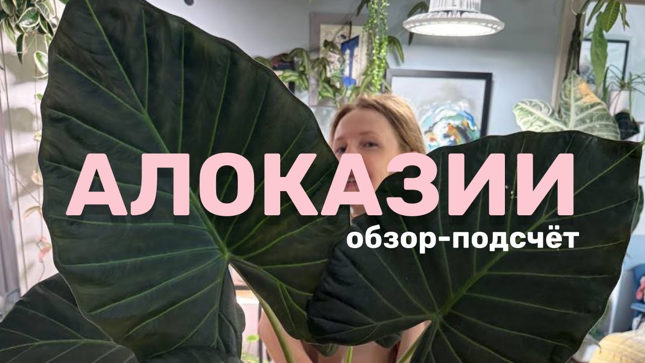 Мои алоказии: коллекция и тонкости выращивания