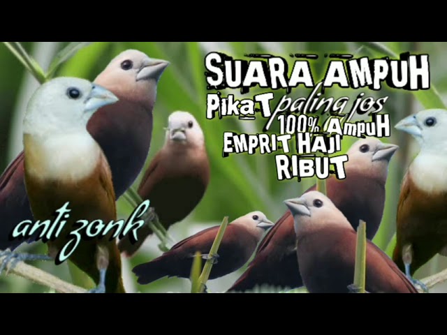 suara pikat burung emprit haji/Bondol haji ribut paling AMPUH | pikat ampuh burung emprit haji 1 jam class=