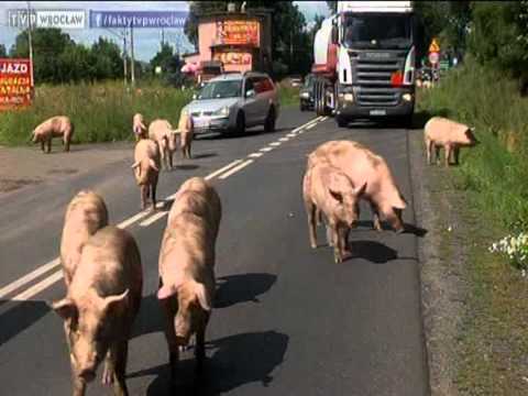 Wielka ucieczka świń, "Fakty" 09.07.2012