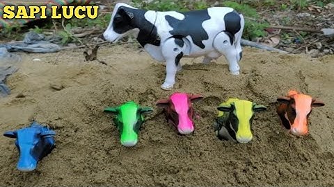 MENEMUKAN SAPI LUCU, SAPI WARNA WARNI, SAPI KARTUN, SAPI JOGET, SAPI MOO,SAPI GRANDONG,ANAK SAPI,COW