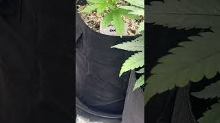 After a Heavy 16 foliar feed, transplant shock is behind us. Growing like a weed! #420 #plant #weed