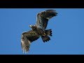 Introduction to Hawk Mountain Sanctuary