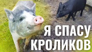 ГУСИ РИМ СПАСЛИ , А ХРЮШИ СПАСАЮТ КРОЛИКОВ.