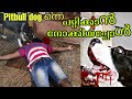 Prank my Pitbull dog  ജാങ്കോ നീ അറിഞ്ഞോ  ഞാൻ പെട്ടു malayalam funny prank went wrong funny moments