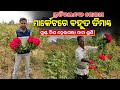         rose farming in odisha  start rose farming in odia