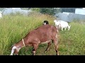 У какой козы молоко вкуснее.