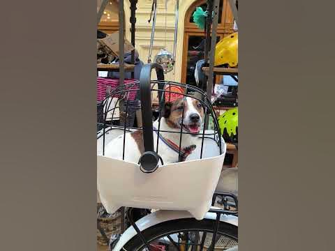 Классная перевозка для собак на велосипед - YouTube