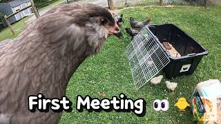 First Time Meeting: Hens and Baby Chicks 🐤🐔