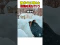 散歩中に現れた白狐を見たワンコ #犬 #かわいい犬 #いぬのきもち #犬動画 #きつね